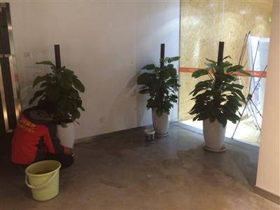 天津寫字樓天堂鳥綠植租賃公司 辦公樓花卉租擺