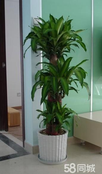 上海辦公室植物租賃、綠植養護、室內花卉租擺、種類全